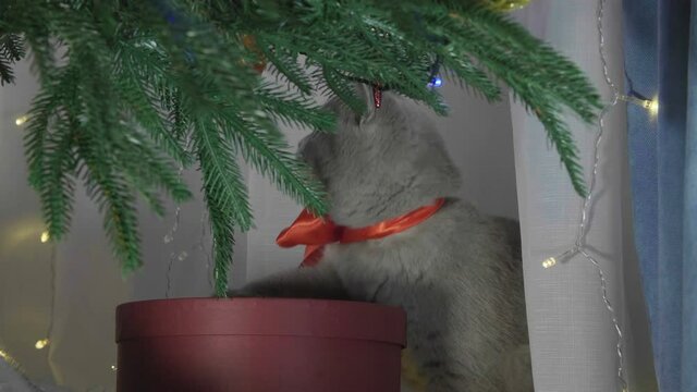 Little curious kitty tries to eat Christmas light. Funny situation.  Christmas kitten among spruce branches and red New Year's toys. British cat with New Year decorations.