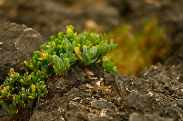 Alpine plants macro between stone and rocks