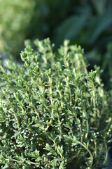 Faustini thyme