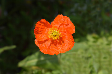 Iceland poppy