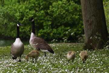 Canadian geese