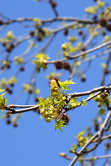 American sweetgum