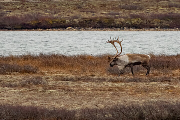 caribour reindeer in the tundra of churchill manitoba canada