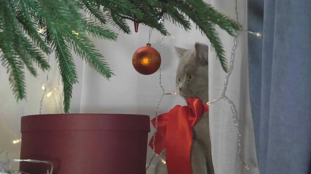 Little curious kitty tries to eat Christmas light. Funny situation.  Christmas kitten among spruce branches and red New Year's toys. British cat with New Year decorations.
