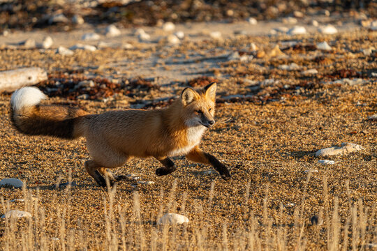 Red fox in the tundra in churchill manitoba canada
