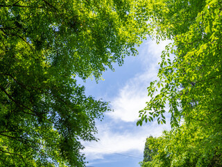 新緑と青空