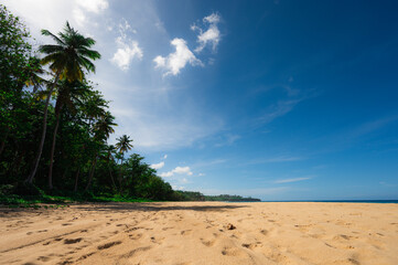 Exotic bay. Beach sandy landscape tropical scenery