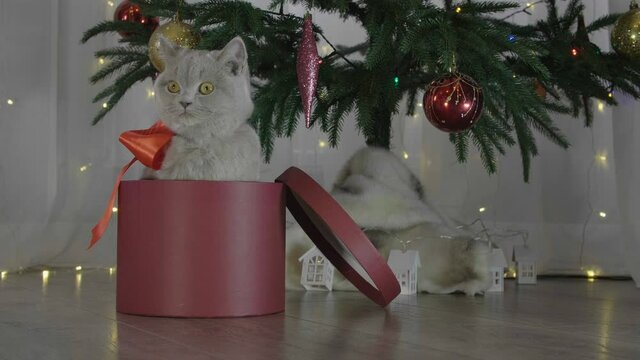 Cute british cat playing in a gift box with Christmas decoration. Funny situation. Christmas kitten among spruce branches and red New Year's toys. British cat with New Year decorations.