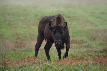 Foggy cloudy morning. A young male bison (Bison bonasus) stands on the green grass. Close-up. Bialowieza Forest.