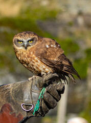 Les Rapaces