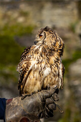 Les Rapaces
