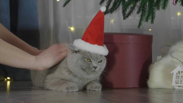Woman stroking little curious kitty in red Santa Claus hat. Christmas kitten among spruce branches and red New Year's toys. British cat with New Year decorations.