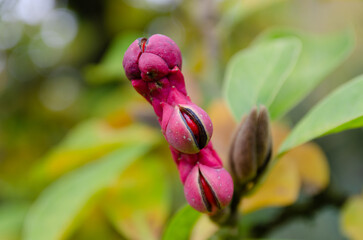 Fruit du magnolia