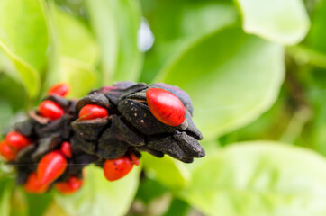 Fruit du magnolia
