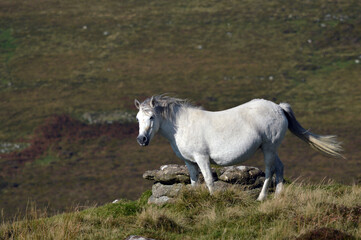 Obraz na płótnie Canvas Dartmoor Pony on Dartmoor Devon UK