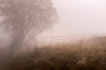 Scenic view of sunlit meadow. Misty calm morning. A picturesque tree in the foreground. In the background is a wooden fence. Nature background. Summer.