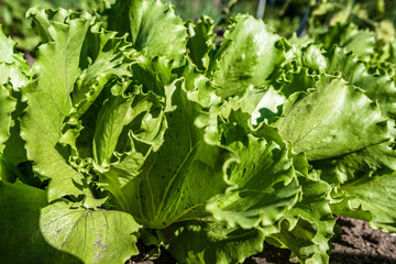 Green lettuce leaves in the vegetable field. Gardening background with green salad plants in the ground. Bio vegetables, organic farming concept.