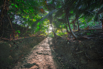 Dirt track in forest to meet sun. Jungle trail