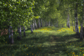 Sunny summer day. Green birch alley. Perspective. Yellow dandelions grow on the path. Nature...