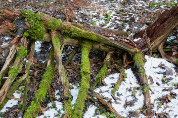 mossy forest in a nature reserve