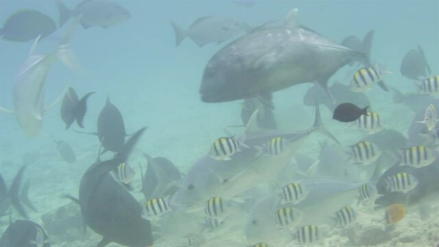 A school of fish in the Indian Ocean, swimming in search of food. Tuna - Thunnini, Abudefduf saxatilis and others.