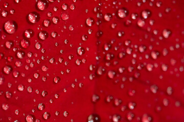 Fototapeta premium Drops on macro photo petal