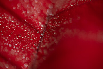 Drops on macro photo petal