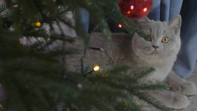 Little curious Christmas kitten among spruce branches and red New Year's toys. British cat with Christmas and New Year decorations.