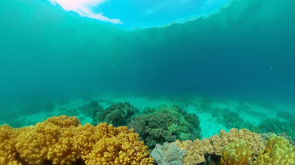 Fototapeta premium Tropical fishes and coral reef at diving. Beautiful underwater world with corals and fish. Philippines.