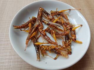 Fried grasshopper, from species Valanga nigricornis or Javanese grasshopper.