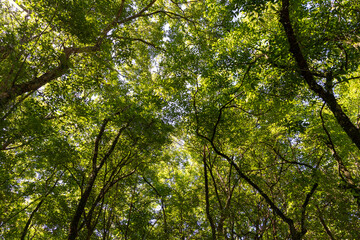 tree image texture seen from below