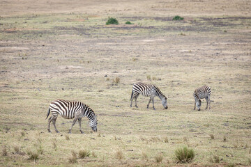 Fototapeta na wymiar Zebras eating grass in the middle of Ngorongoro crater in Tanzania