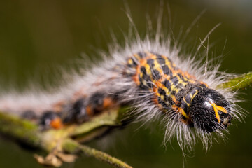 A mothy hairy caterpillar butterfly ith long, white hairs, crawling over the flower, macro