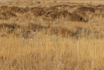 Mule Deer Buck During the Fall Rut in Colorado