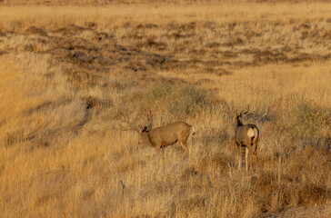 Mule Deer Buck During the Fall Rut in Colorado