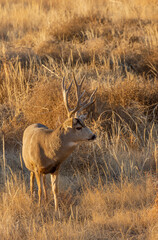 Mule Deer Buck During the Fall Rut in Colorado