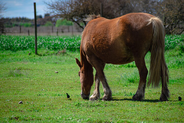 Caballo café castaño comiendo en la pradera junto a un ave