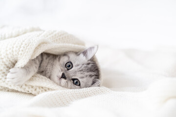 Portrait cute little striped Scottish fold Kitten cat on white. Concept adorable pets cats....