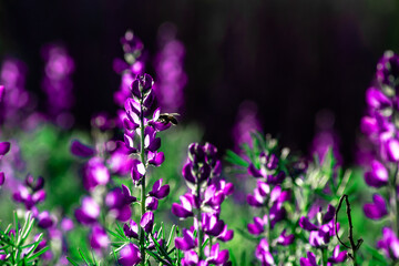 Fototapeta na wymiar espliego, lavanda, flor púrpura