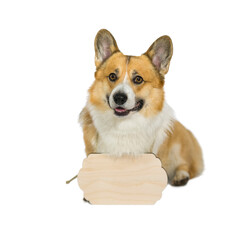 portrait of a corgi dog with an empty wooden sign on his neck on a white background