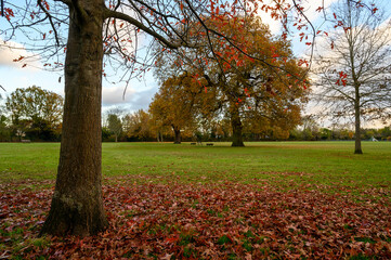 Fall (autumn) trees in Blake Recreation Ground in West Wickham, Kent, UK. Blake Recreation Ground...