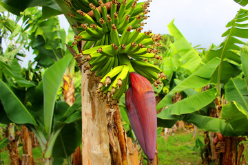 banana plantation