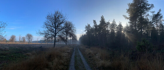 Sun rays through the forest at the Sallandse Heuvelrug