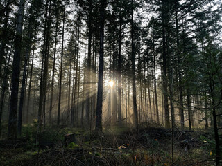 Sun rays through the forest