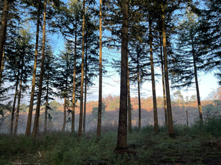 The autumn forest at the Sallandse Heuvelrug national park