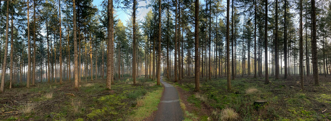 Panorama from a cycle path through the autumn forest