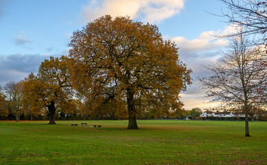 Fall (autumn) trees in Blake Recreation Ground in West Wickham, Kent, UK. Blake Recreation Ground is a public park between Eden Park and West Wickham in the Borough of Bromley in Greater London.