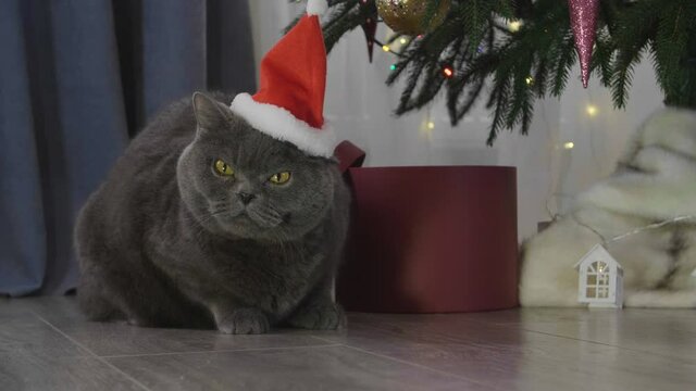Big grey lazy cat in red Santa Claus hat among spruce branches and red New Year's toys. British cat with Christmas and New Year decorations.