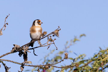 European goldfinch