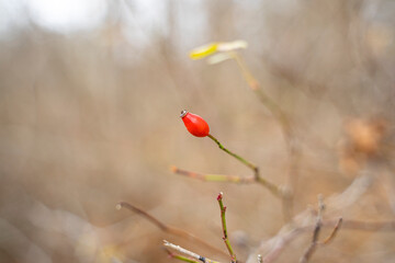 Single red rose hip of dog rose. Rosa canina, commonly known as the dog rose, is a variable climbing, wild rose species native to Europe.